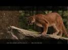 The Twilight Saga: Breaking Dawn -- Part 2: Cougar on Set