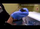 Newborn penguin 'Bowie' introduced at Cincinnati Zoo