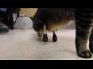 Vincent the cat gets used to his new legs