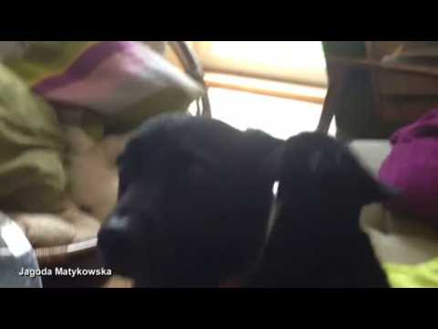 Blind cat and dog become friends
