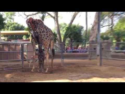 Video of new-born giraffe and mother nuzzling goes viral