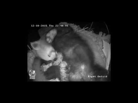 Australian Zoo releases CCTV tracking progress of red panda twins