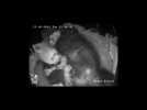 Australian Zoo releases cctv tracking progress of red panda twins