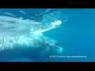 New video shows  glimpse of 'rare' whale species off coast of Madagascar