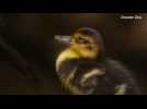 British zoo welcomes endangered white-winged ducklings