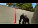 Cincinnati Zoo reopens gorilla enclosure with new barrier