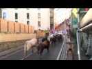 San Fermin bull run begins with a fast and clean run