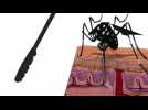 Mosquitos use six needles to suck blood and leave saliva that spreads viruses like Zika