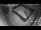 Rare Sumatran tiger cubs born on camera