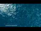 Filmmaker captures stunning aerial views of whales off Mexican coast