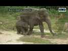 Baby elephant born in Singapore named after Hindi word for "love"