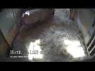 Critically endangered black rhino born in US