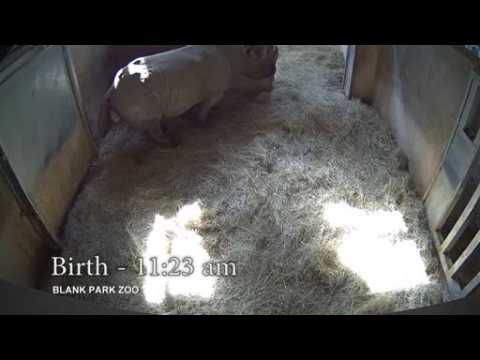 Critically endangered black rhino born in U.S.