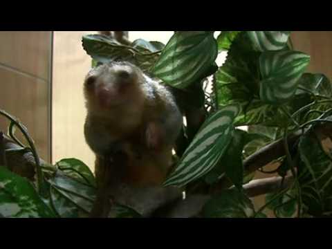Peru zoo welcomes baby anteaters, dubbed smallest in the world