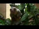 Peru zoo welcomes baby anteaters, dubbed smallest in the world