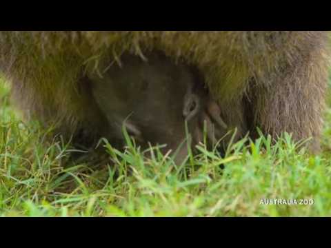 Baby wombat emerges from mother's pouch