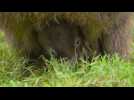 Baby wombat emerges from mother's pouch