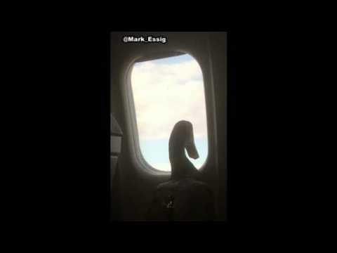 Duck provides aircraft passenger with 'emotional support'