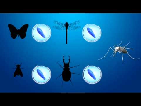 Bacteria-infected mosquitoes to be used in fight against Zika