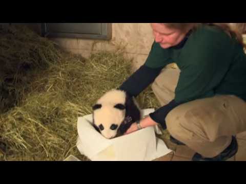Names chosen for Vienna zoo's panda cubs