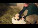 Names chosen for Vienna zoo's panda cubs