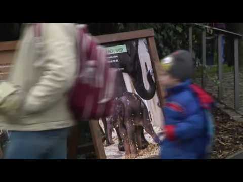 Prague zoo welcomes second elephant baby within a year