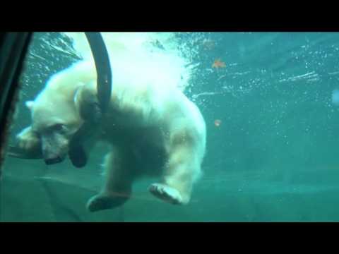 Polar bear cub Nora takes a swim in new home at Oregon Zoo