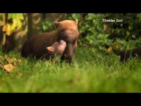 Bush dog pups born at Chester zoo