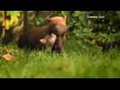 Bush dog pups born at Chester zoo