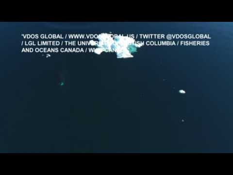 Drone captures rare up-close footage of whale species