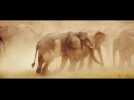 Prince Harry joins elephant conservation project in Malawi