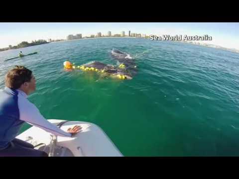 Humpback whale calf freed from a shark net in Australia