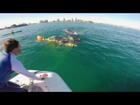 Humpback whale calf freed from a shark net in Australia