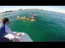 Humpback whale calf freed from a shark net in Australia