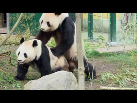 Caught in the act: Rare footage of pandas mating filmed at Vienna zoo