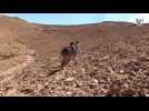 Islamic State militants use tanks, machine guns in Syrian town - amateur video