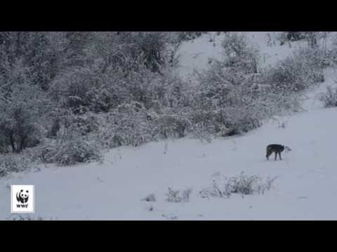 A cat chasing a dog plays out in the wild