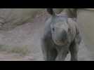 New-born southern white rhino calf explores habitat under his mother's watchful eye