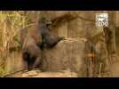 Gorillas celebrate Easter with egg hunt at Cincinnati Zoo