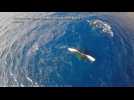 Drone video captures video of rare whale behaviour