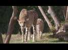 San Diego Zoo visitors delighted by mother and cubs exploring new habitat