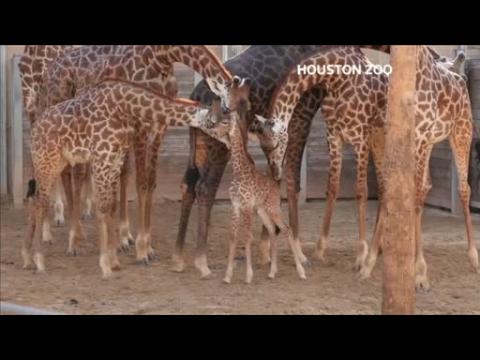Baby giraffe makes her public debut at Houston Zoo