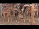 Baby giraffe makes her public debut at Houston Zoo