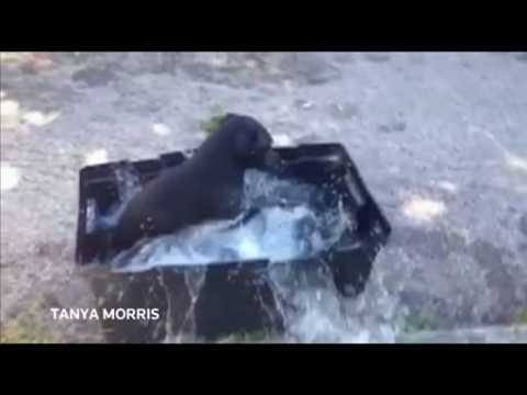 Video of dog's bath time goes viral
