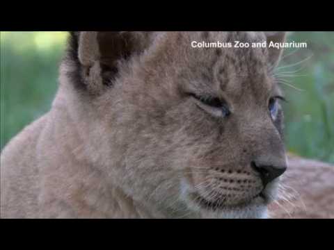 Lion cubs make their public debut at Ohio zoo