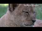 Lion cubs make their public debut at Ohio zoo