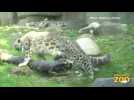 Four-month-old snow leopards first seen in new outdoor habitat at Brookfield Zoo