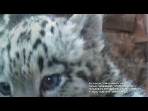 Snow leopard cubs make debut public appearance at UK zoo