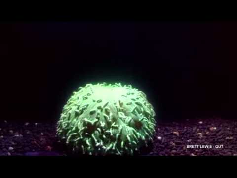 Timelapse footage shows coral suffering in warm waters