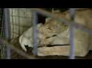Three rare white lion cubs born in Tbilisi zoo